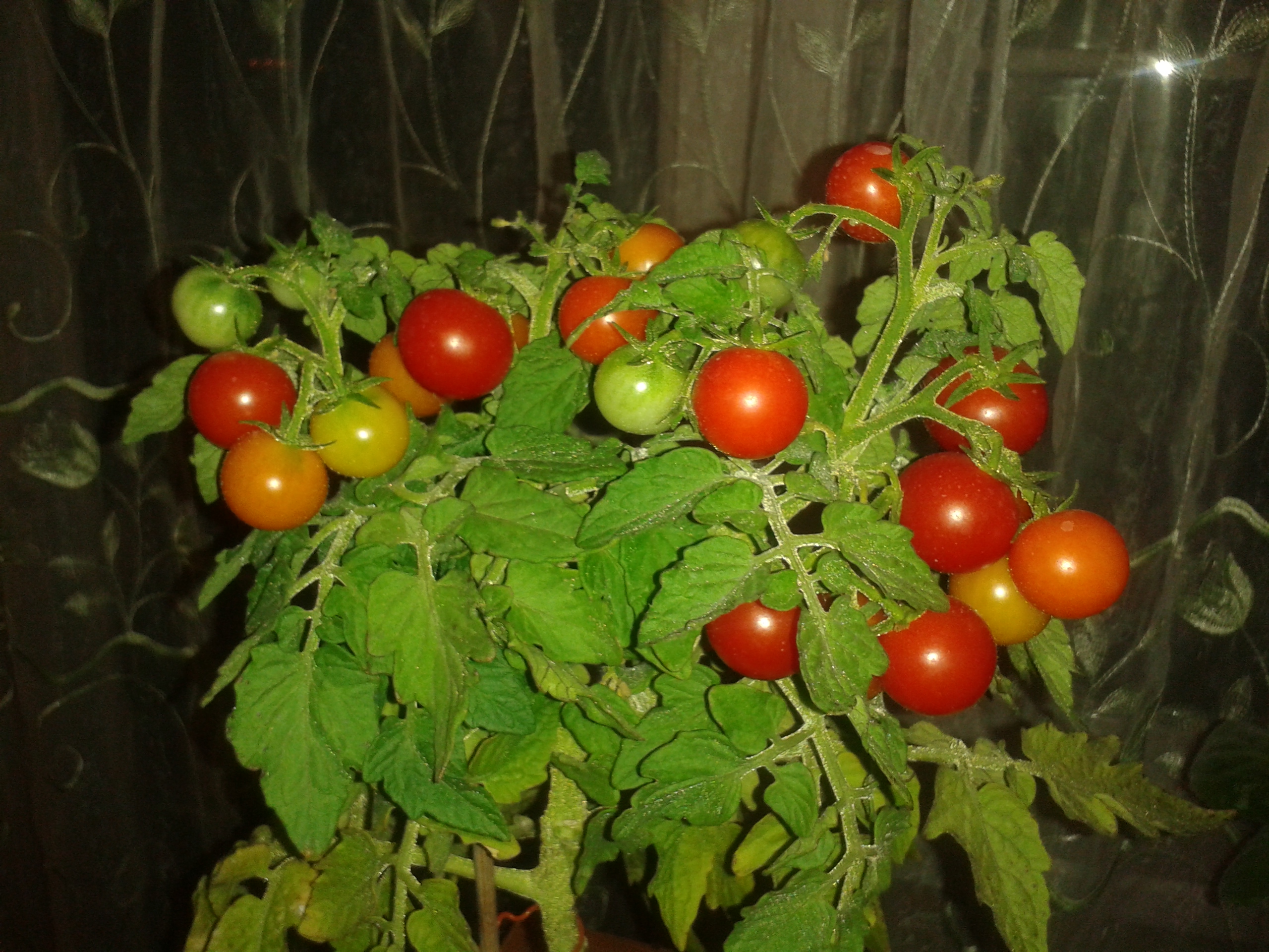 20160808_213853.jpg