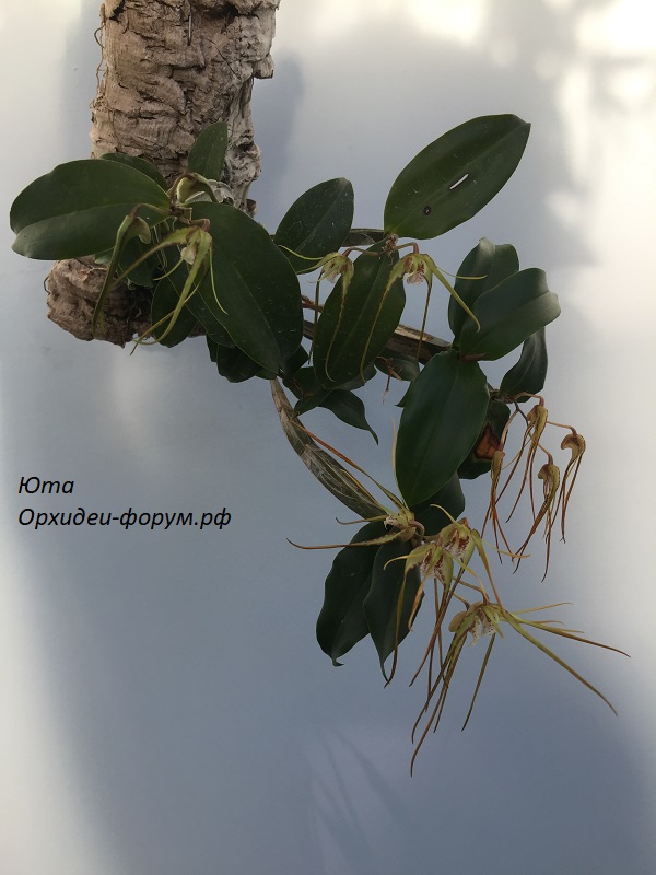 Den. tetragonum var. giganteum (Azienda Agricola Nardotto Capello) 07.15г.JPG