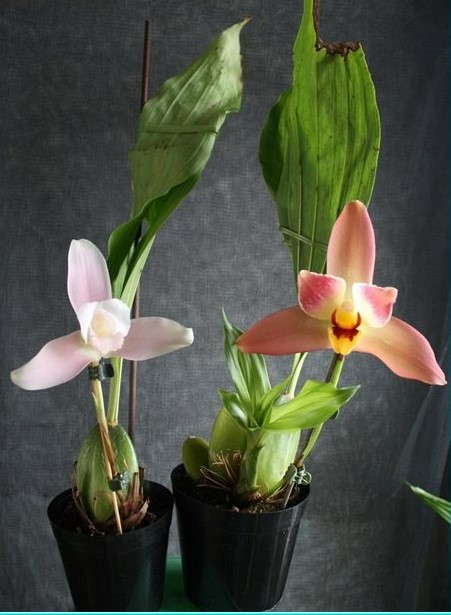 Lycaste.jpg