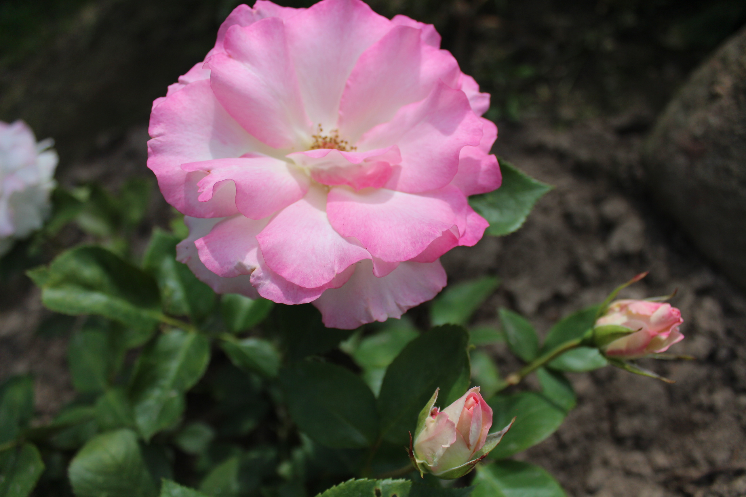 IMG_3342.JPG