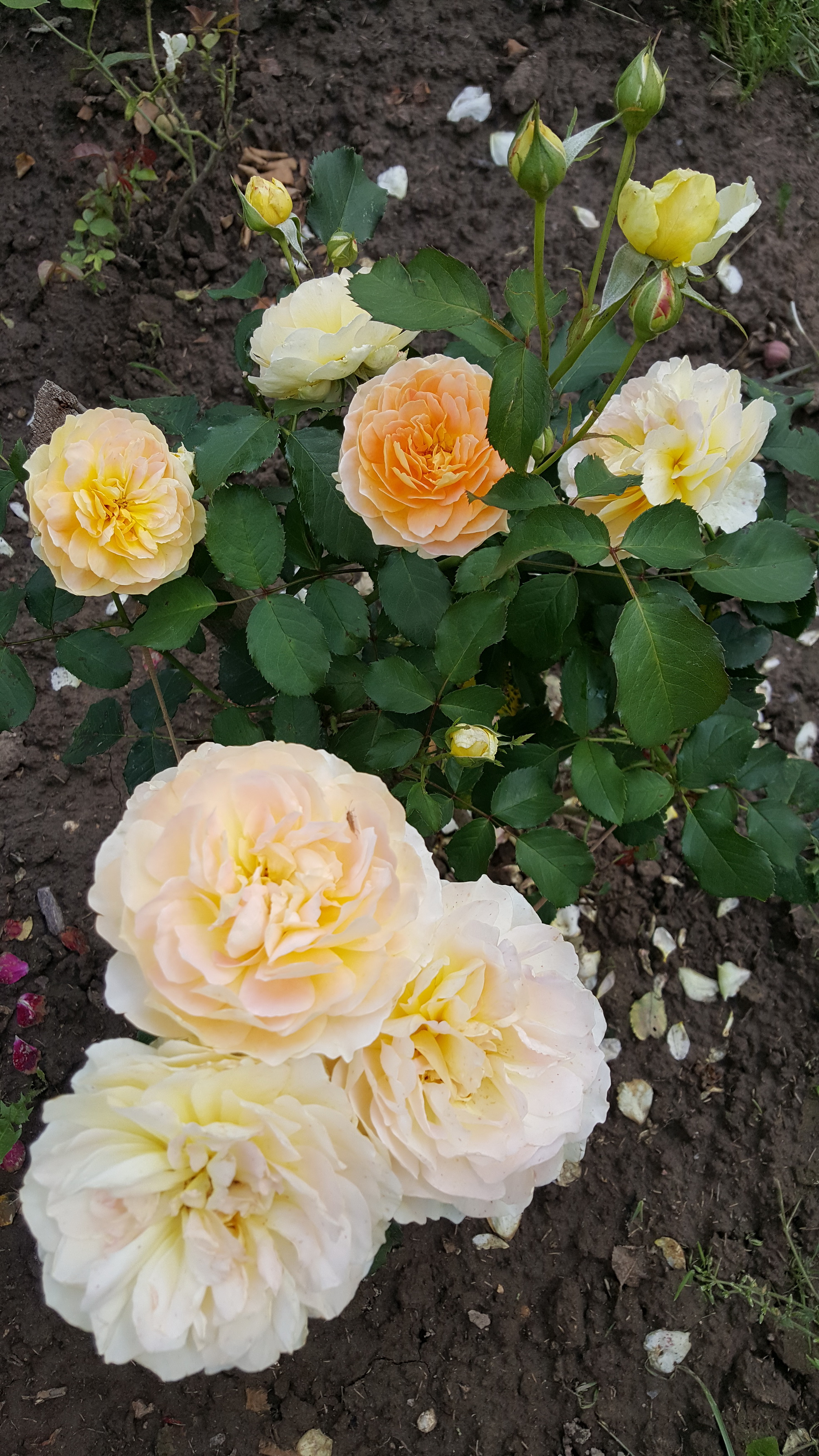 20160730_155311.jpg