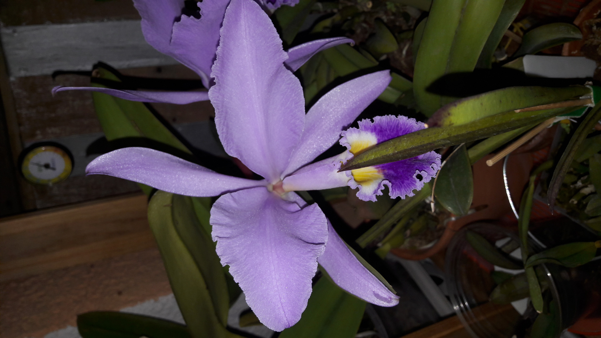 Cattleya gaskelliana (night photo).jpg