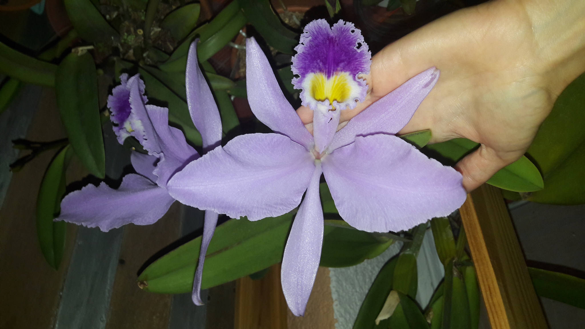 Cattleya gaskelliana (night photo2).jpg