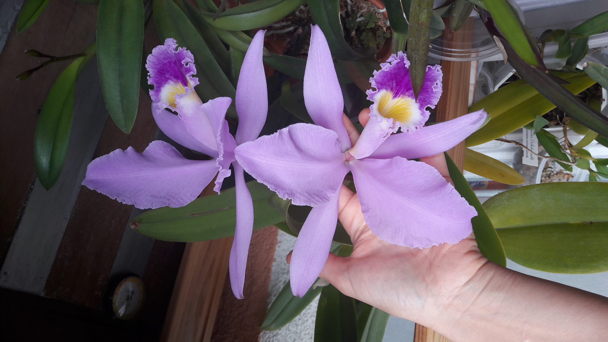 Cattleya gaskelliana (true color).jpg