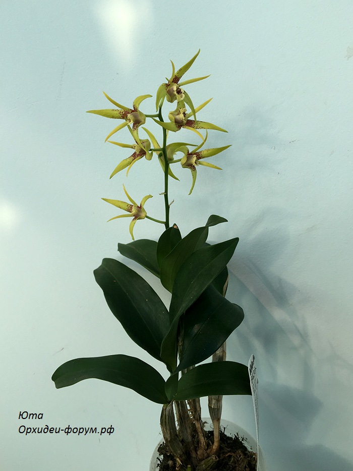 Den. NEW HYBRID (Den. Hilda Poxon 'SVO'x Den. Yondi Tina 'Goliath' FCCAOC) (2).JPG