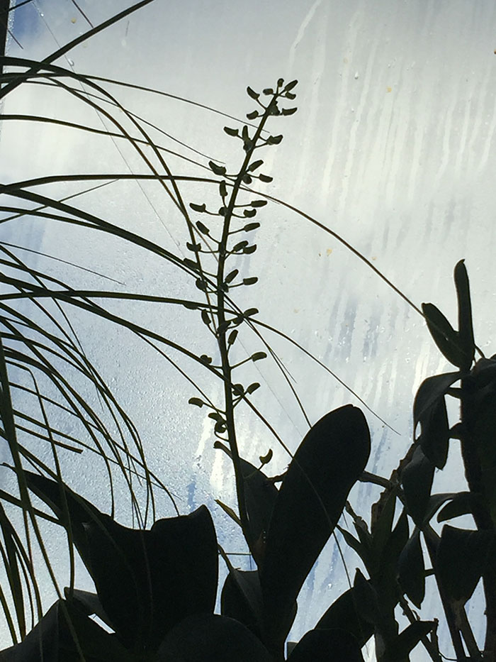Den. speciosum (4).JPG