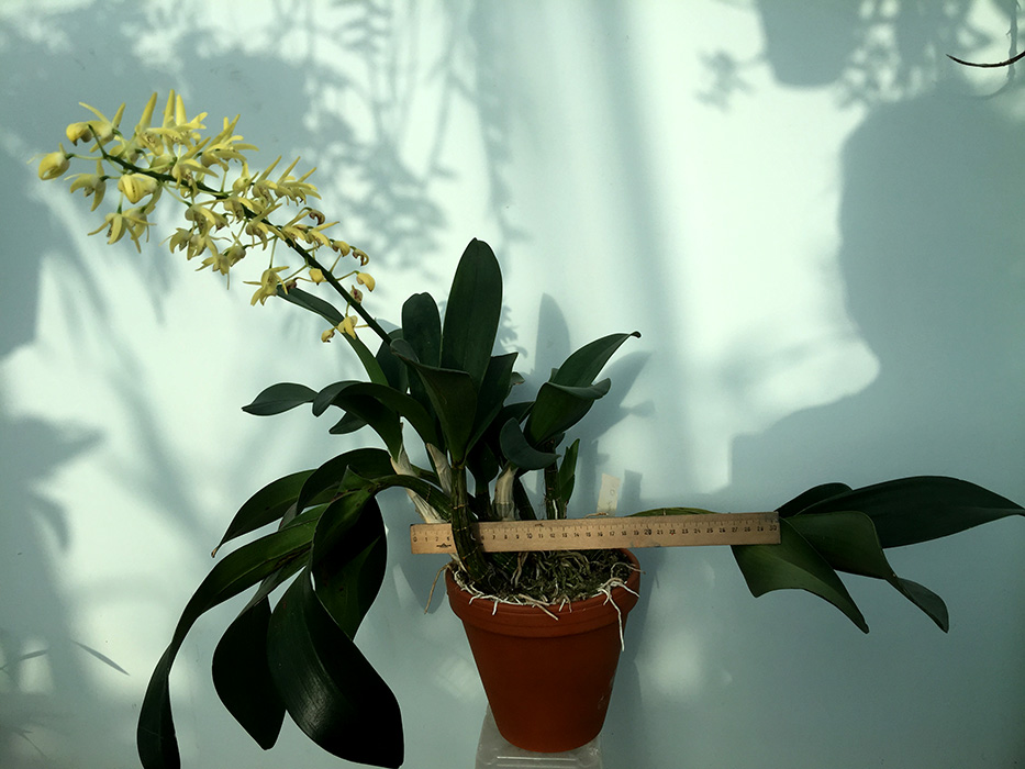 Den. speciosum (5).JPG