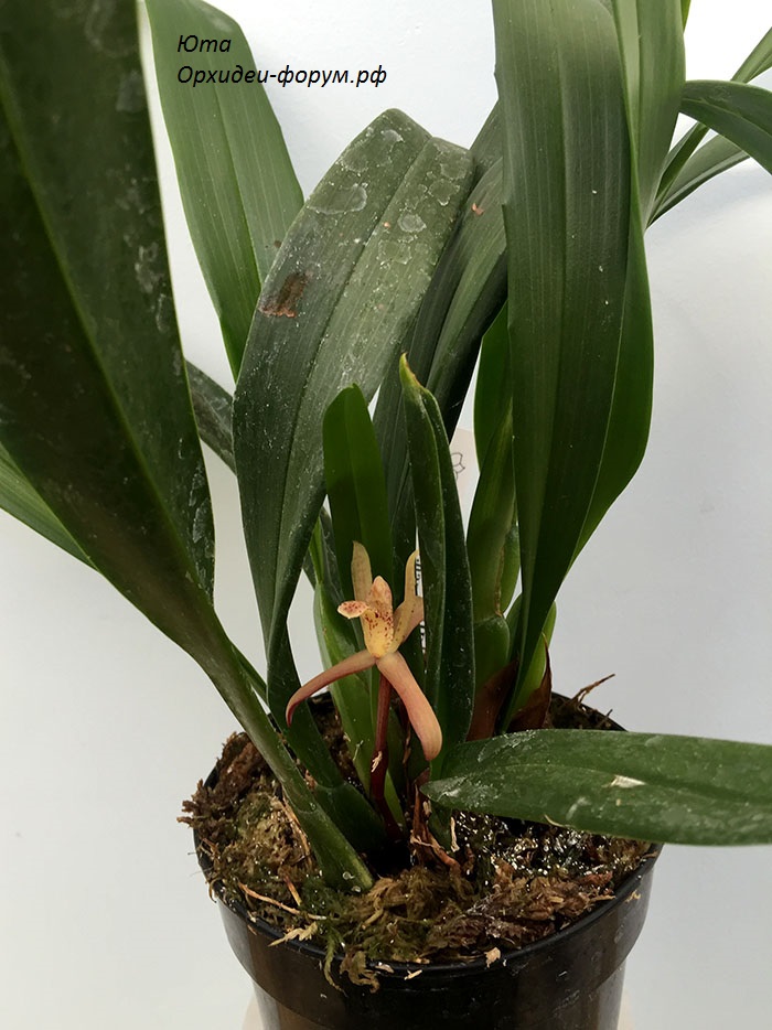 Максиллярия maxillaria rufescens.JPG
