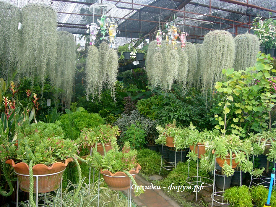 Таиланд рынок (51).JPG