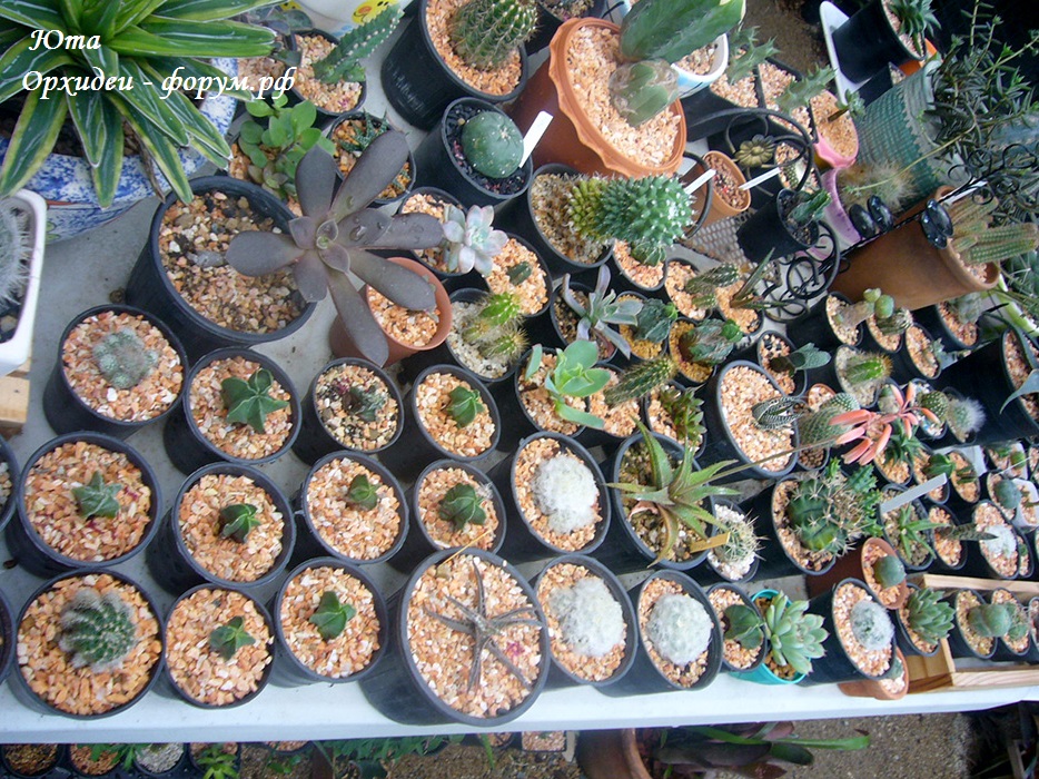 кактусы (27).JPG