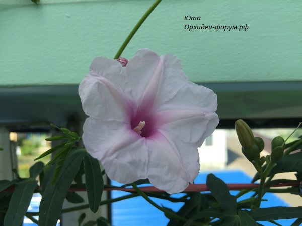 Ipomoea platensis.JPG