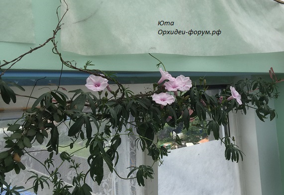 Ipomoea platensis (3).JPG